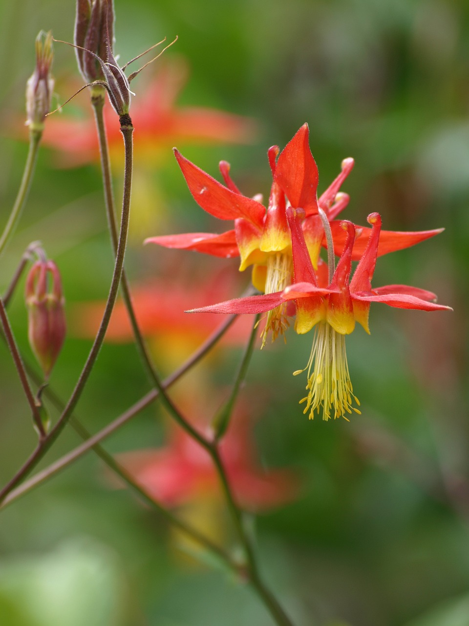 red columbine (Aquilegia canadensis)